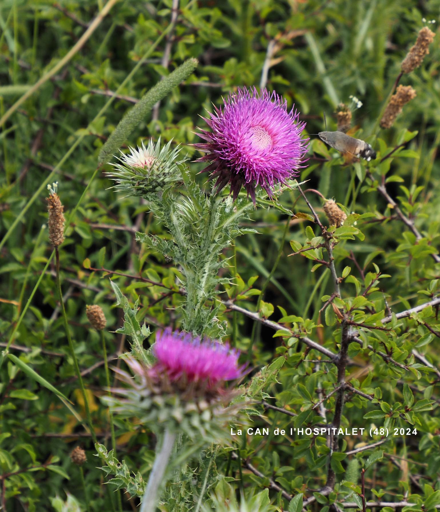 Thistle, Musk